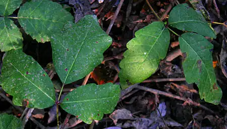 Poison Oak