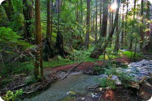 Limekiln Trails - Hiking in Big Sur