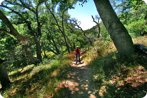Oak Grove Trail Big Sur