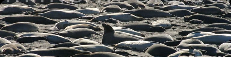 Elephant Seals In The Piedras Blancas Elephant Seal Rookery