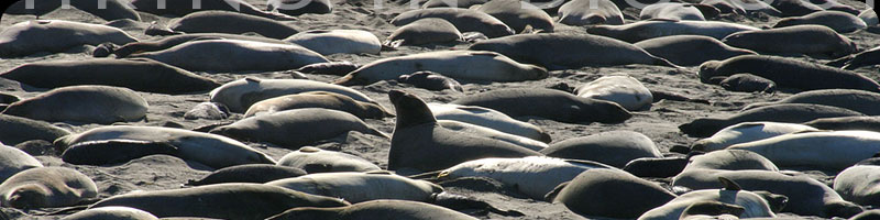 Elephant Seals In The Piedras Blancas Elephant Seal Rookery - Hiking in