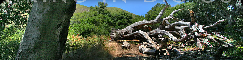 Oak Grove Trail Big Sur