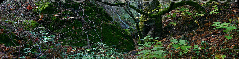 Salmon Creek Trail Big Sur