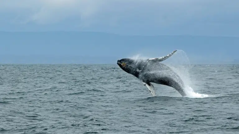 whale jumping out of the water