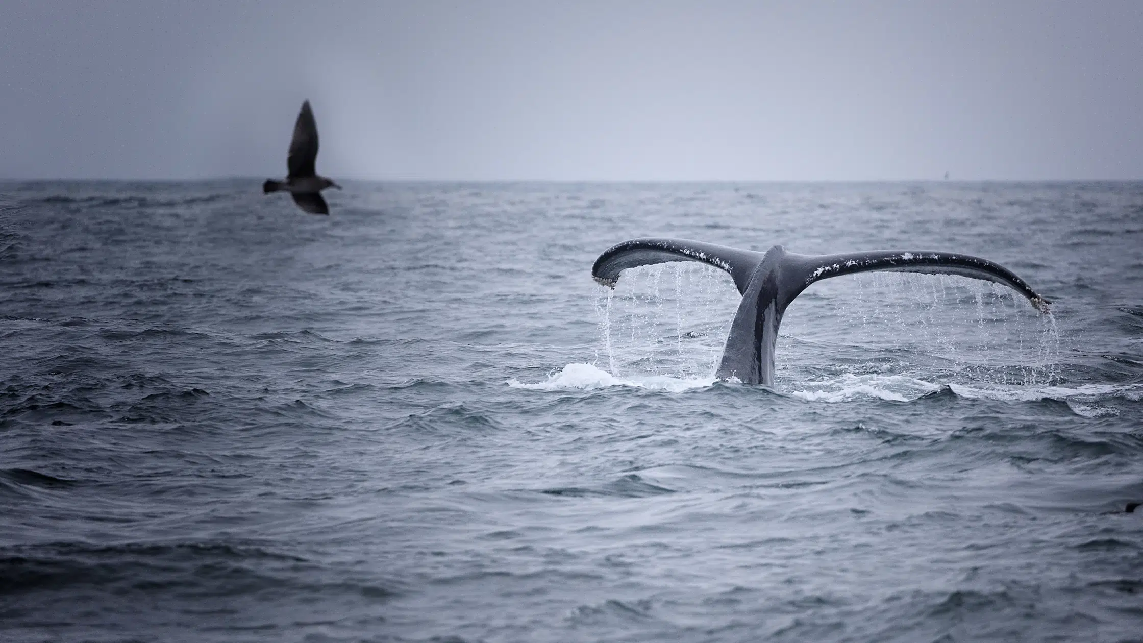 whale's tail showing out of the water