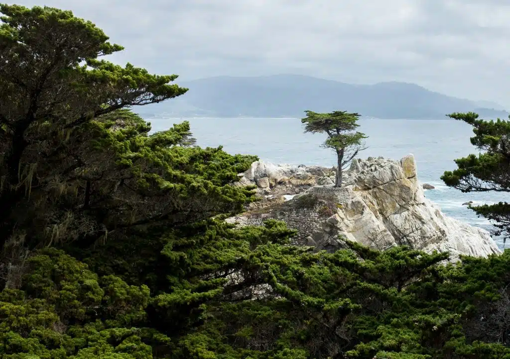 Lone Cypress
