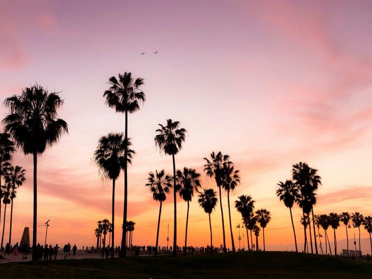 Californian palm trees