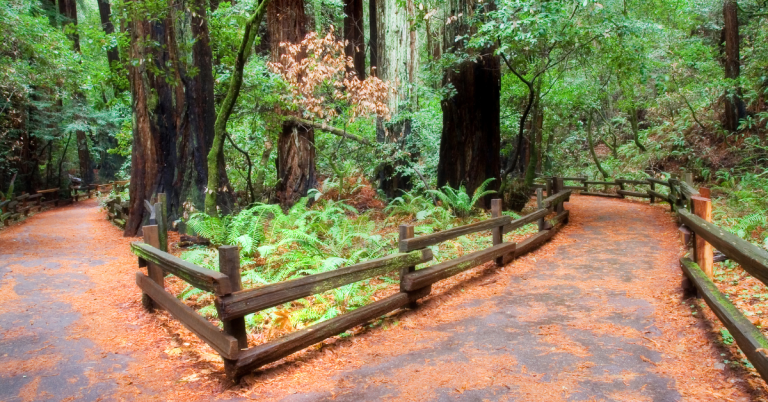 Best Muir Woods Tours From SF