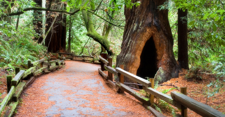 Muir Woods tours from San Francisco