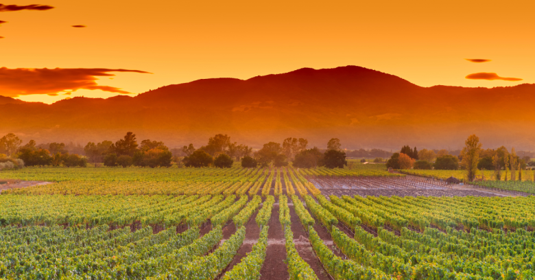 Napa Valley and Muir Woods tours from San Francisco
