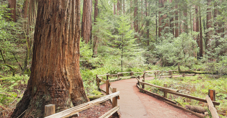 best Muir Woods tours from San francisco