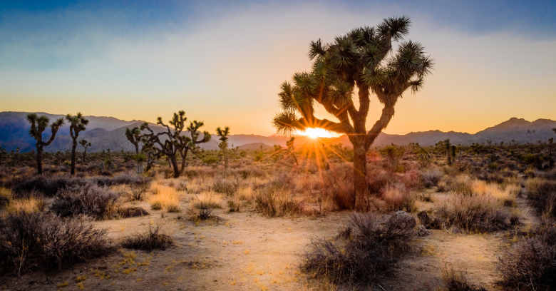 Joshua tree - road trips from San Francisco for nature