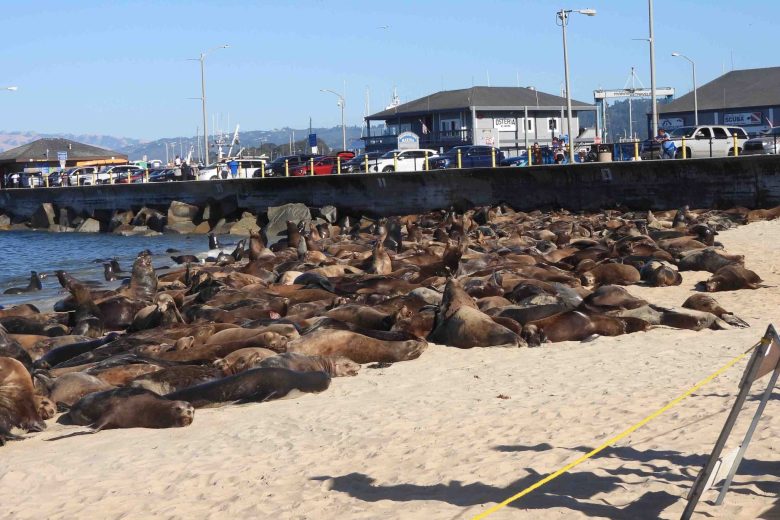 Sea lions take over Monterey beach