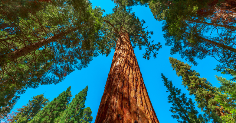 Sequoia and Kings Canyon - road trips from san francisco for nature