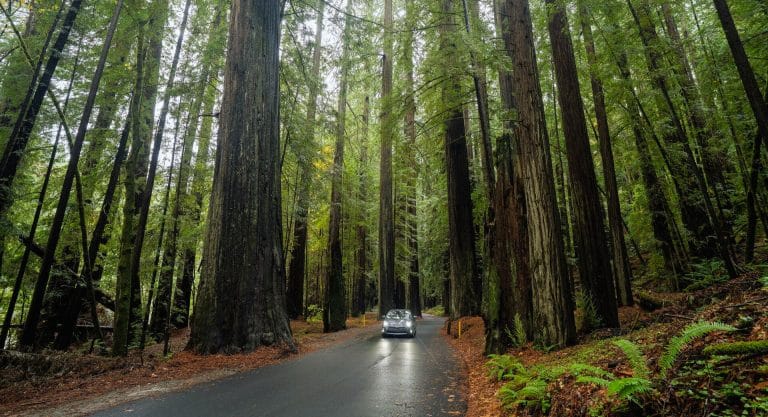 Lose Yourself in a Forest of Giants on This Unforgettable Route 🌲