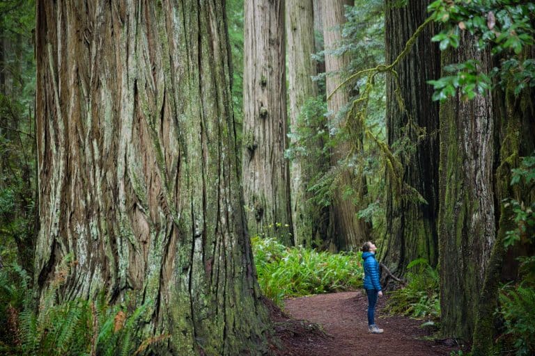 Step Into a Prehistoric Wonderland Hiding in Northern California