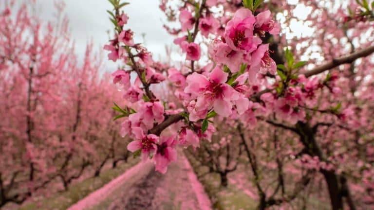 Where Spring Comes to Life: California’s Most Enchanting Seasonal Drive 🌸