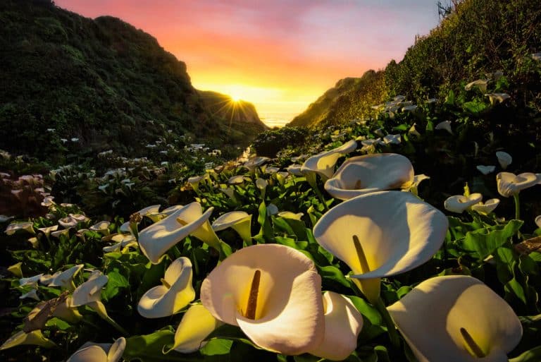 California’s Secret Flower-Filled Paradise That Only Blooms for a Few Weeks
