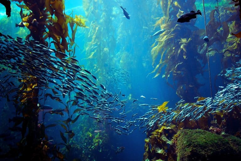 The Underwater Enchanted Forest That Looks Like Avatar’s Pandora