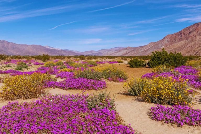 We Found California’s Most MAGICAL Desert Escape (And No One’s Talking About It!)