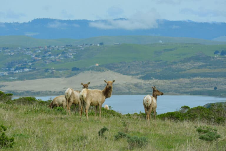 This Epic California Hike Has Dramatic Ocean Views And Herds Of Wild Elk (No Zoo Required)