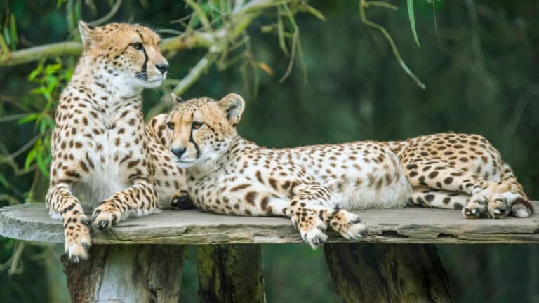 Forget Africa – I Discovered The Most Incredible Big Cat Experience Hidden In California’s Mountains