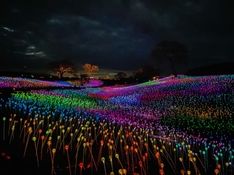 Stars You Can Touch: Inside California Wine Country’s Mesmerizing Light Forest