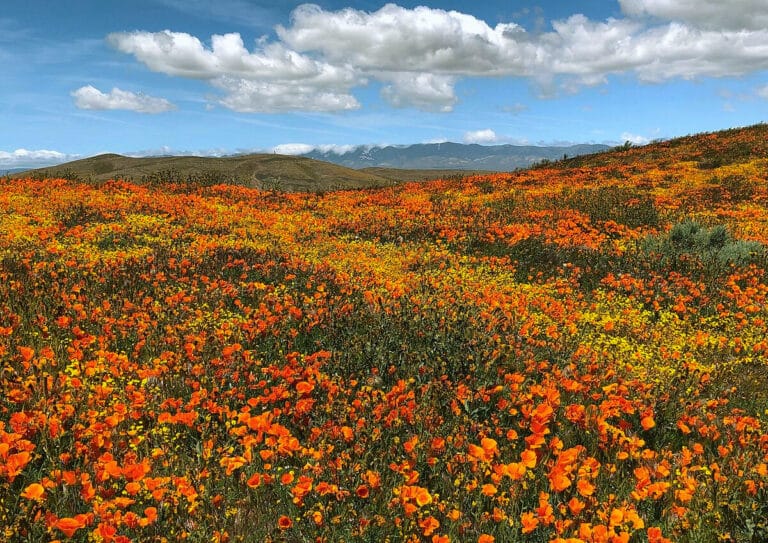 This Protected Wildflower Haven Shows Why California’s State Flower Is Worth The Hype