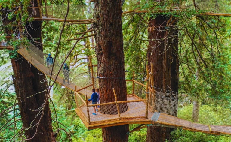 The California Innovation That Lets You Walk Among Treetops 50 Feet Up