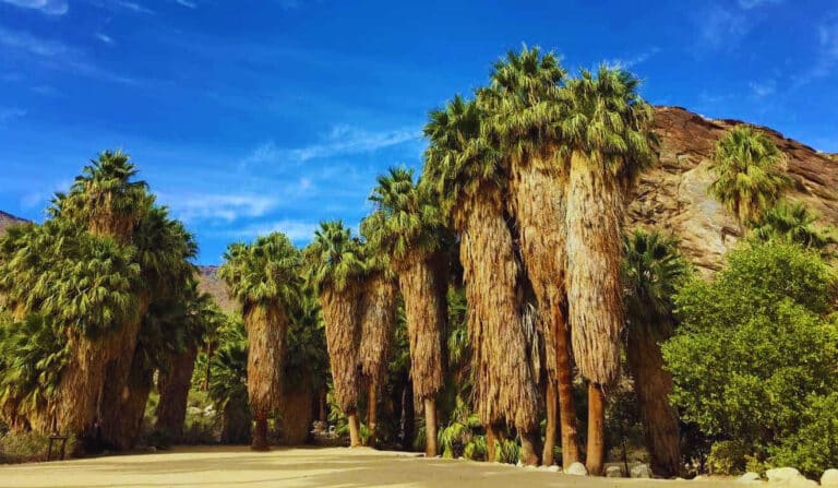 This 2,000-Year-Old Desert Paradise Is 20 Minutes from Palm Springs