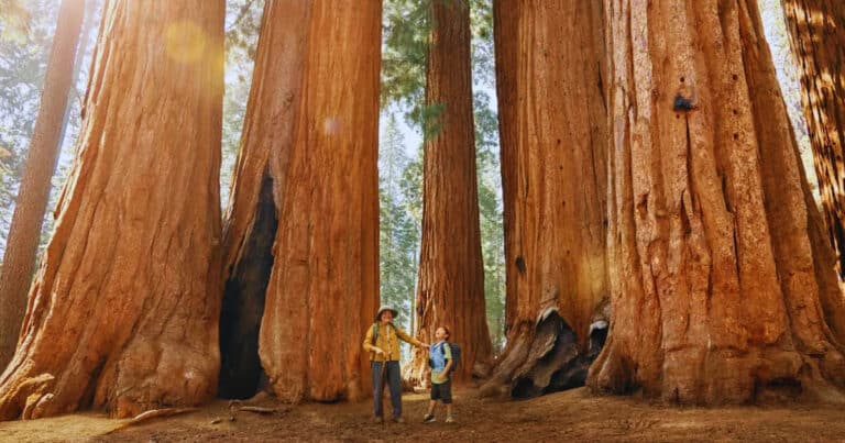 This California Wonderland Is Home to Earth’s Largest Living Thing