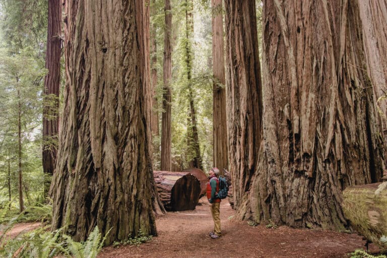 The Northern California Forest Where Trees Are Taller Than the Statue of Liberty
