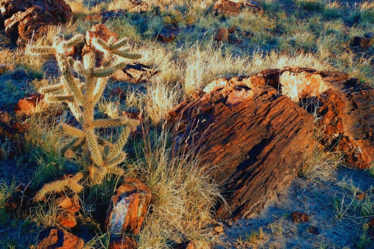 This Arizona Desert Hides 225-Million-Year-Old Trees Turned to Stone
