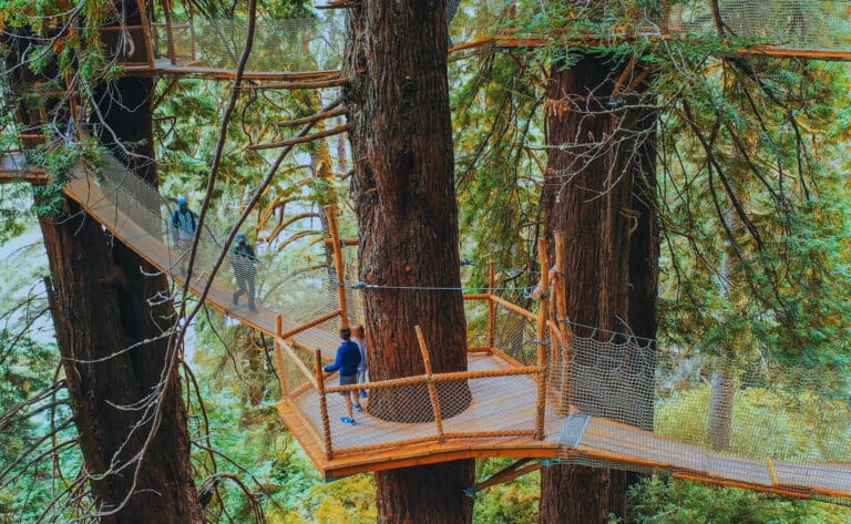 Step Into Narnia: This California Forest Has an Actual Magic Wardrobe (It’s a Tree)