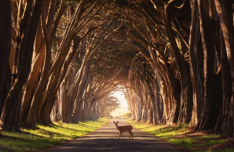 The Hidden California Tree Tunnel That Locals Tried to Keep Secret