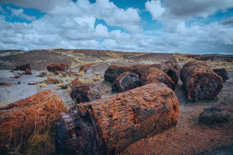 The Napa Valley Forest That Turned to Stone 3.4 Million Years Ago