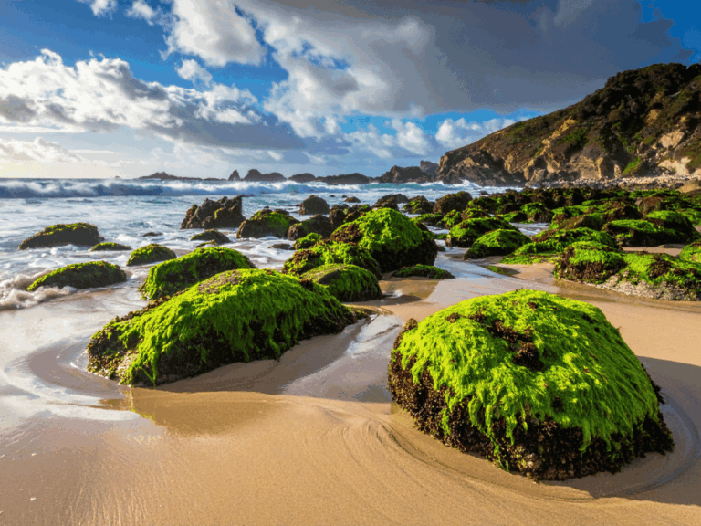 14 U.S. Beaches That Are Big on Beauty But Blissfully Free of Crowds