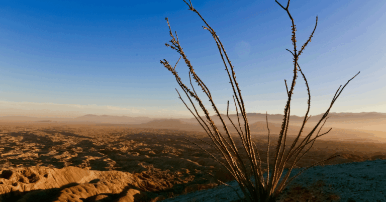 Anza-Borrego Desert State Park